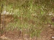 Phyllostachy nigra. Hojas de bambú. MTC
